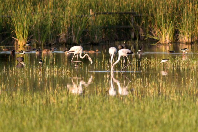 Flamingod veekogu kaldal vett joomas, Hispaania