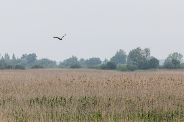 Kulliline Gauja rahvuspargi niitude kohal saaki jahtimas, Läti