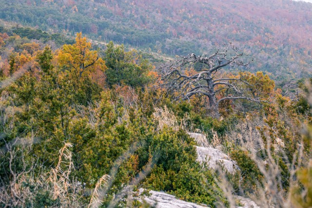 Lõuna-Prantsusmaa kivine maastik taimestikuga