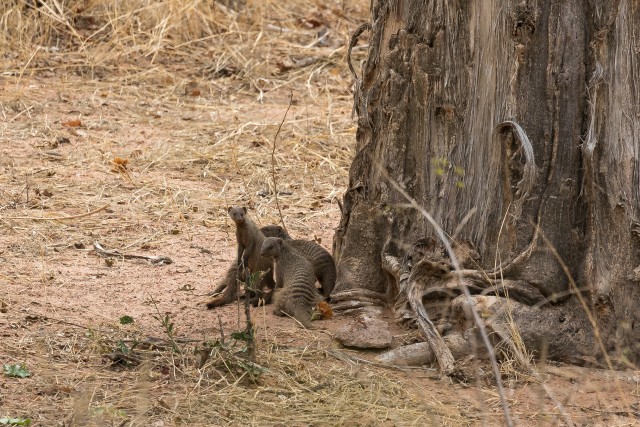 Surikaatide pere puu kõrval istumas, Mikumi rahvuspargis, Tansaanias, Aafrikas