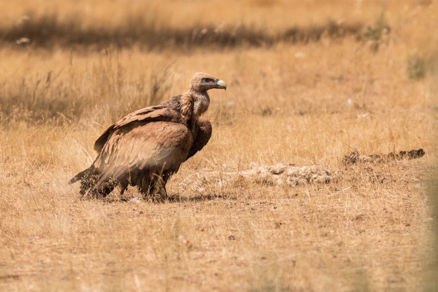 Raisakotkas maapinnal kükitamas, Portugal