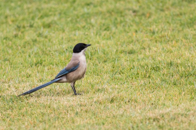 Ibeeria siniharakas murul seismas, Portugal