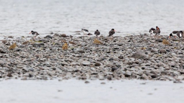 Meriski parv veeserval tiibu puhkamas, Island