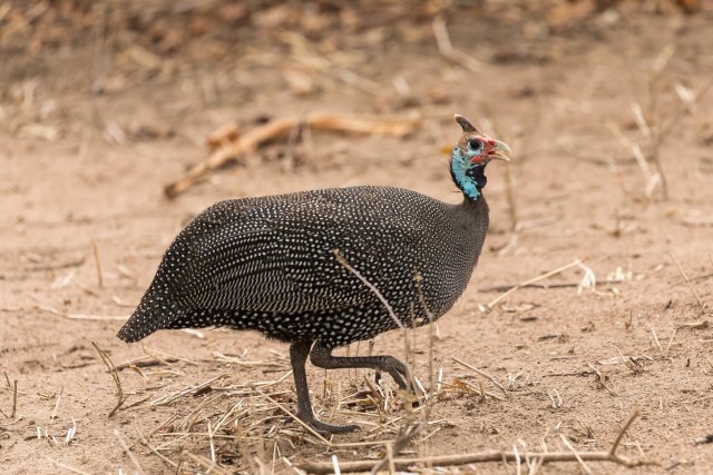 Pärlkana uhkelt Mikumi rahvuspargis kaamerale poseerimas, Tansaanias, Aafrikas