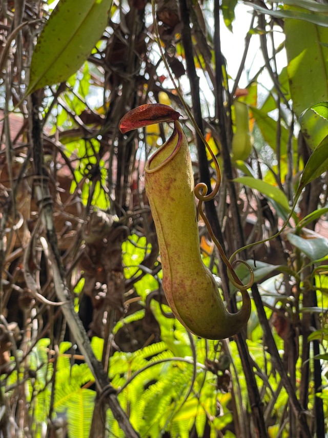 Troopiline kanntaim, identifitseeritud kui Nepenthes distillatoria