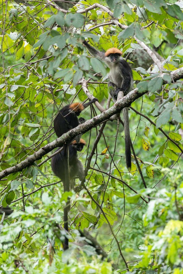 Udzungwa punased Colobus ahvid, Aafrika