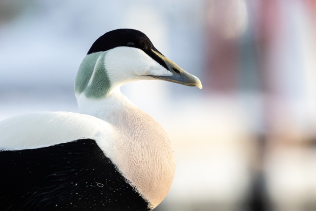 Hahk profiilis, Norra