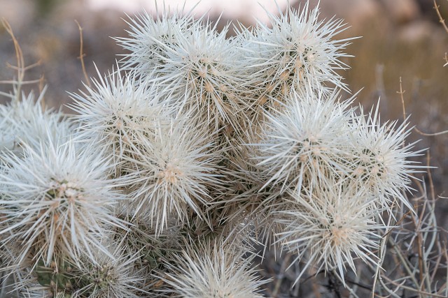 Kaktuseliik, mida tuntakse nimetustega Silver cholla, USA