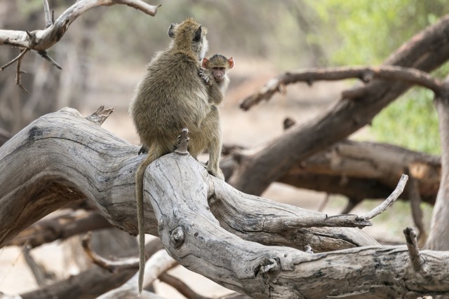 Vervet-ahv oma pojaga puu otsas, Aafrikas