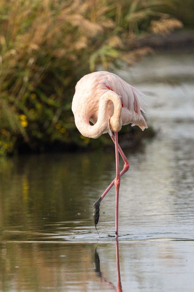 Üksik flamingo soises järvevees nokitsemas, Prantsusmaa