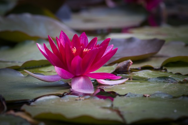 Violetne vesiroos  ja selle lehed