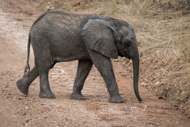 Elevandipoeg teed ületamas, Tansaania, Aafrika