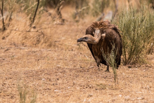 Raisakotkas maapinnal kükitamas, Portugal