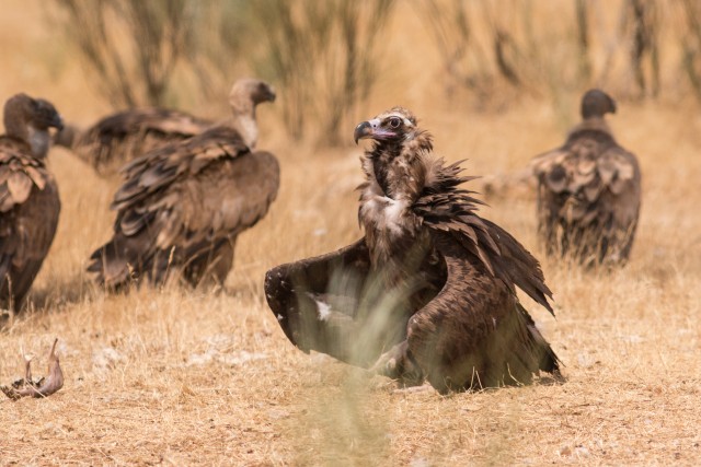Raisakotkad maapinnal kõndimas, Portugal