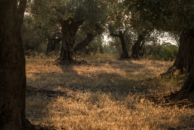 Sajandeid vanad oliivipuud Kreekas Pórose saarel