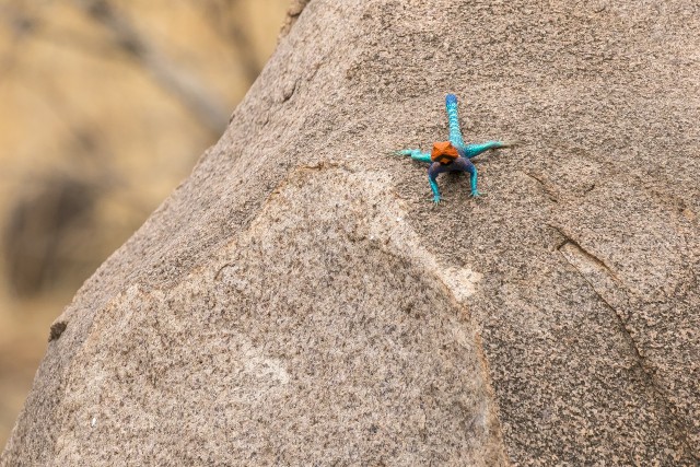 Harilik agaam Mikumi rahvuspargis uhkelt kivil poseerimas, Tansaanias, Aafrikas