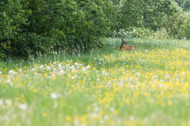 Metskits Gauja rahvuspargis metsaserval asuval aasal jalutamas, Läti