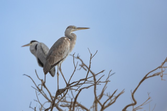 Hallhaigurid okstel tiibu puhkamas, Prantsusmaa
