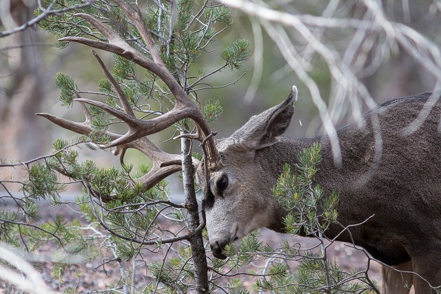 Valgesaba-pampahirv, hirvlaste sugukonda kuuluv sõraline, rahvuspargis, USA