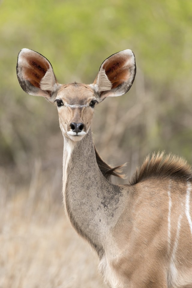 Kudu, oma suurte kõrvadega, Mikumi rahvuspargis kaamerale poseerimas, Tansaanias, Aafrikas