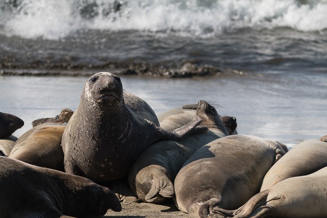 Hülged Põhja-Ameerika läänekaldal päikest nautimas