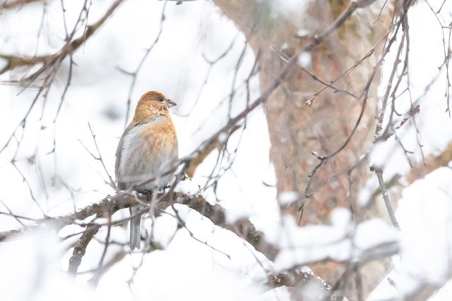 Männileevike lumisel oksal, Soome