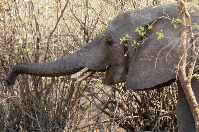 Elevant Ruaha rahvuspargis söömas, Tansaania, Aafrika
