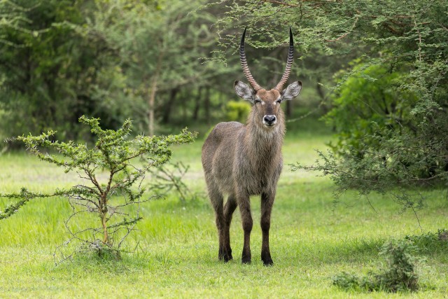Vesivohlu Ruaha rahvuspargi rohumaal,Tansaania, Aafrika
