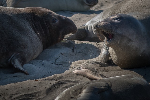 Hülged Põhja-Ameerika läänekaldal päikest nautimas