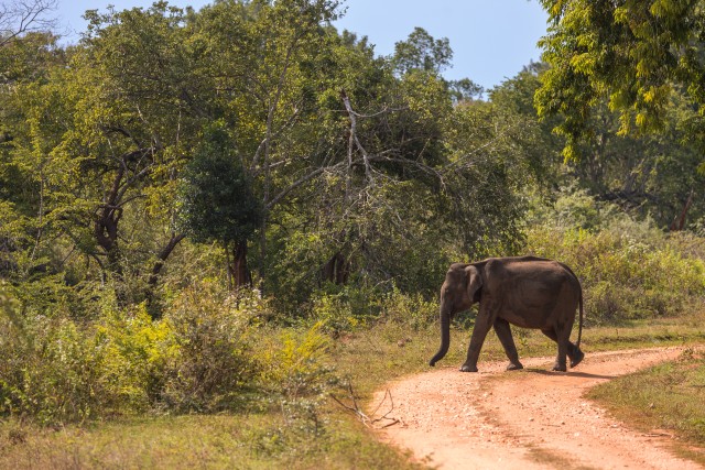 Noor elevant Sri Lanka rahvuspargis jalutuskäiku tegemas