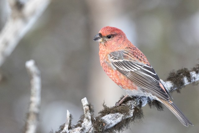 Uudisimulik männileevike oksal, Soome