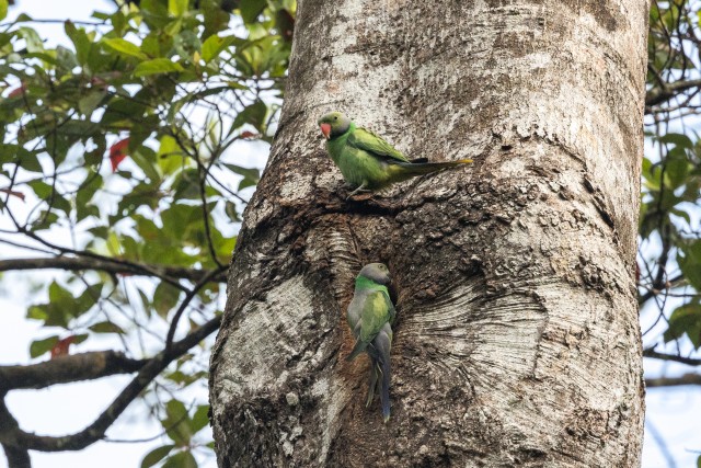 Smaragd kaelusega papagoid puutüvel, Sri Lanka