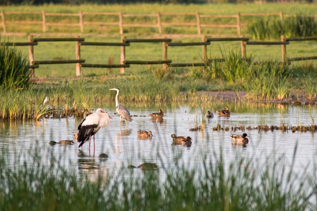 Linnud tiigi kaldal süüa otsimas, Hispaania