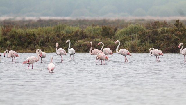 Flamingod jalgupidi vees süüa otsimas, Portugal