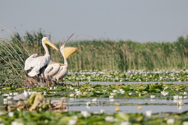 Pelikanid Doonau delta jõe suudmes, Rumeenia