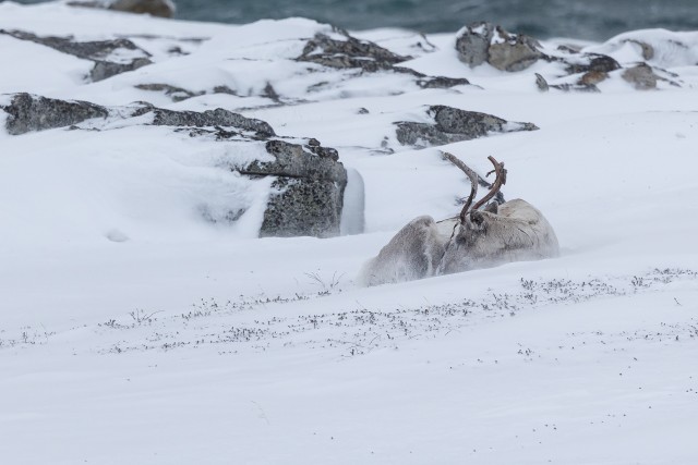 Põhjapõder jäisel ja talvisel Lapimaal lumevaibal puhkamas