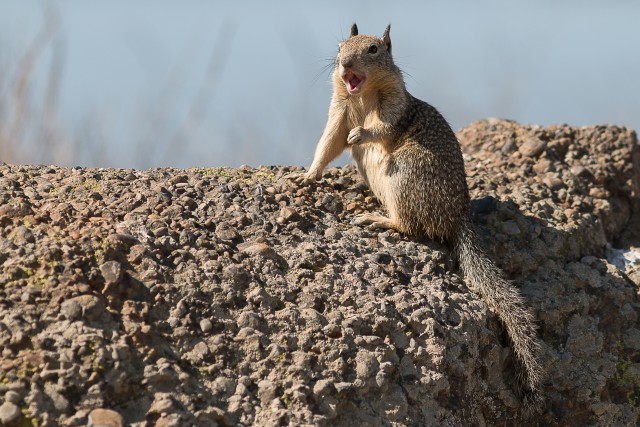 Oravlaste sugukonda kuuluv suslik kivi peal uudistamas, California