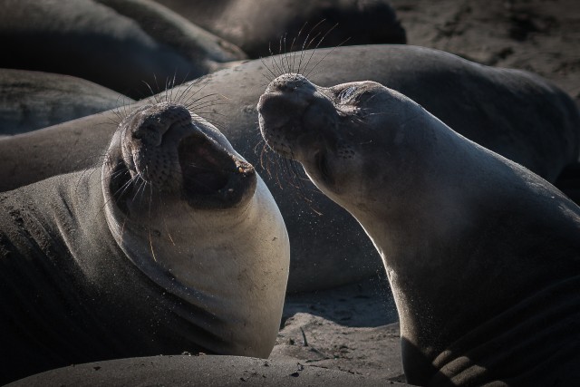 Hülged Põhja-Ameerika läänekaldal päikest nautimas