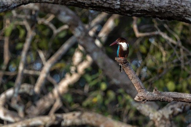 Jäälind Sri Lanka rahvuspargis