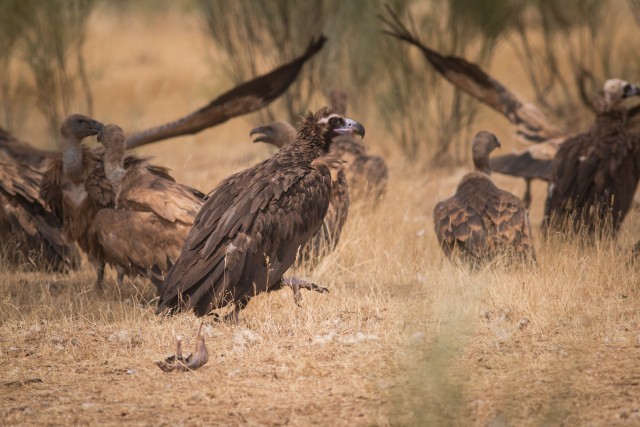Parv raisakotkaid maapinnal tatsamas, Portugal