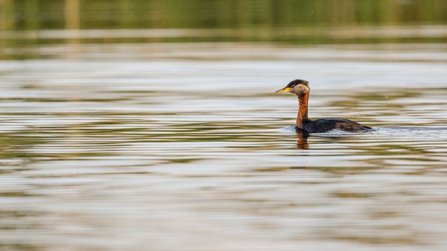 Tuttpütt Doonau delta jõe suudmes vesirooside vahel, Rumeenia