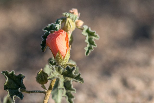 Õistaimeliik, mida tuntakse peamiselt kõrbemahla või aprikoosimalva nime all, kuna see õitseb peamiselt apelsiniõies.