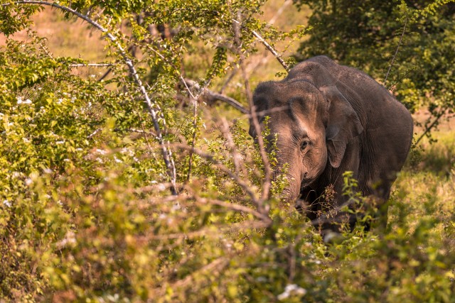 Elevant Sri lanka rahvuspargis jalutamas