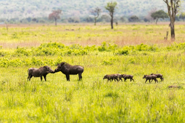 Harilik tüügassigade perekond Mikumi rahvuspargis Tansaanias Aafrikas