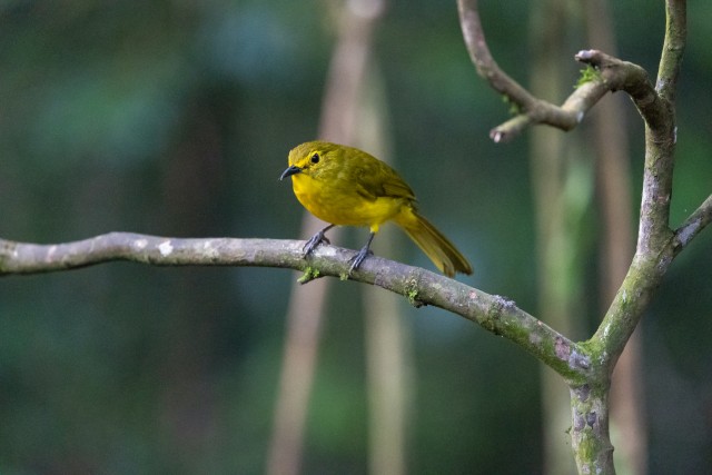 Kollakaspruun bulbul oksal istumas, Sri Lanka
