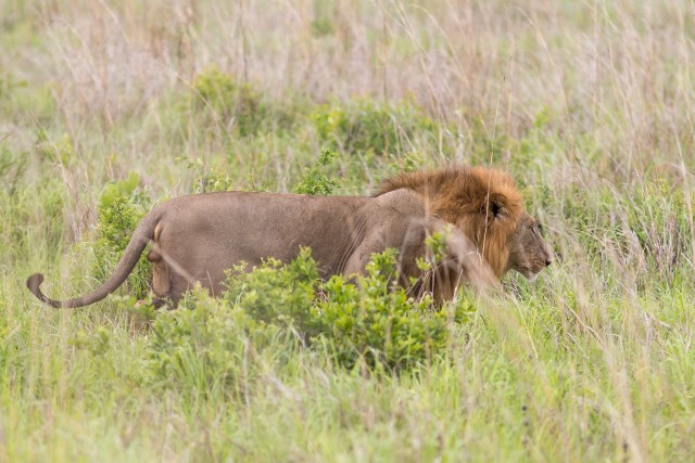 Lõvi Mikumi rahvuspargis Tansaanias, Aafrikas