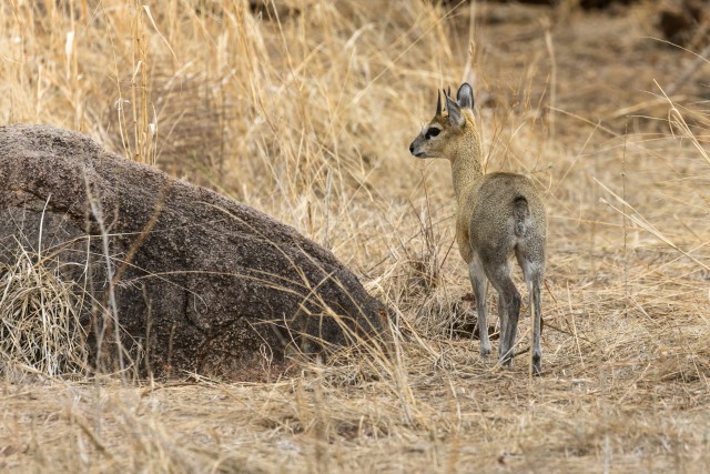 Klipspringer Mikumi rahvuspargis kuivanud rohu sees uudistamas, Tansaanias, Aafrikas