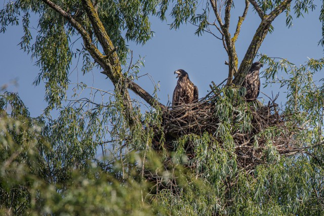 Merikotka pere pesas valvet pidamas, Doonau delta jõe suudmes, Rumeenias