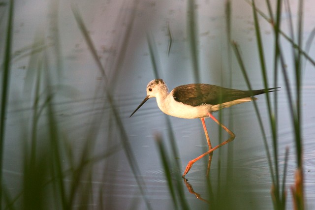 Karkjalg jalgupidi vees süüa otsimas, Hispaania