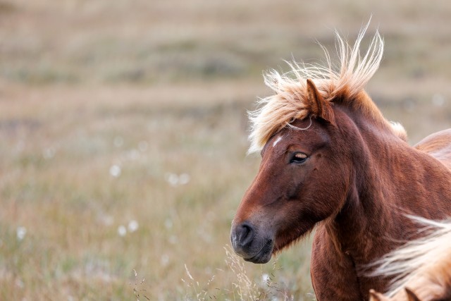 Islandi metsik hobune aasal